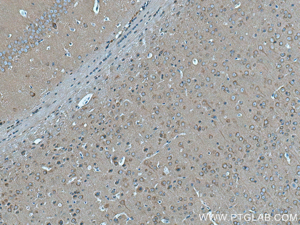 Immunohistochemistry (IHC) staining of mouse brain tissue using GRIPAP1 Polyclonal antibody (15806-1-AP)