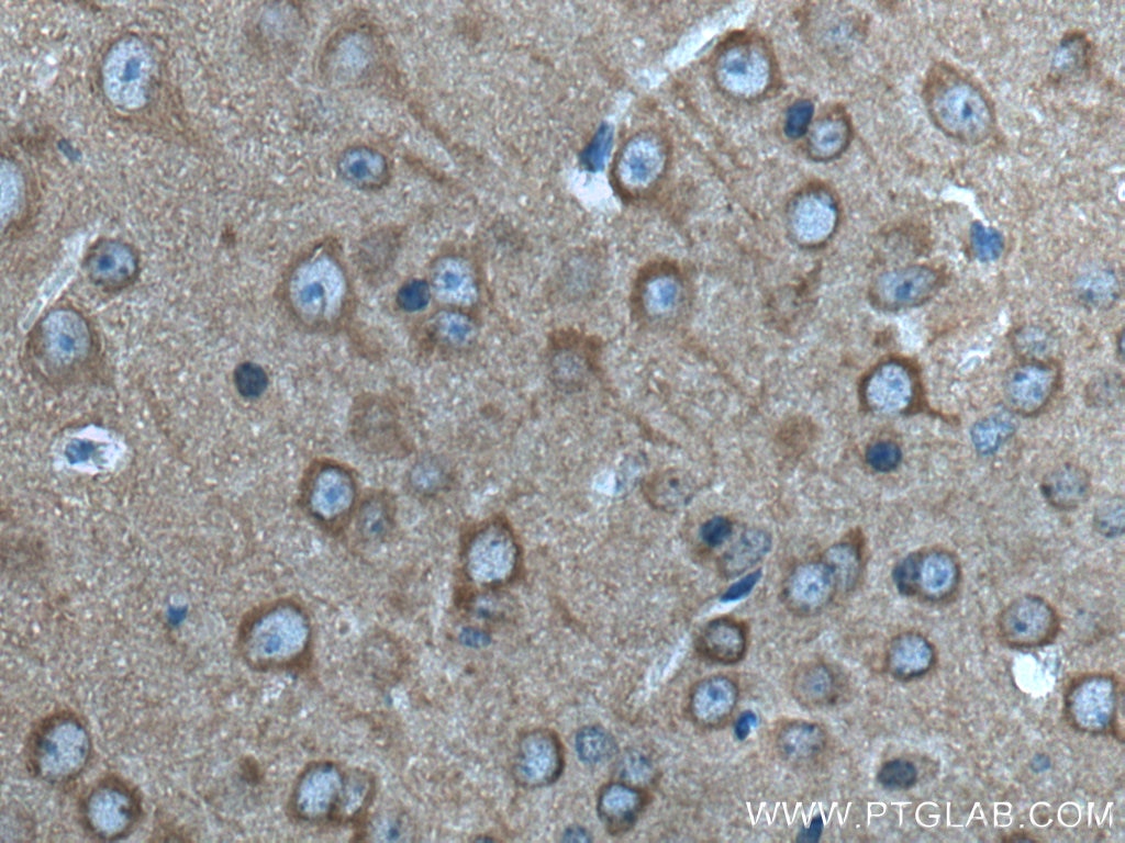 Immunohistochemistry (IHC) staining of mouse brain tissue using GRIPAP1 Polyclonal antibody (15806-1-AP)