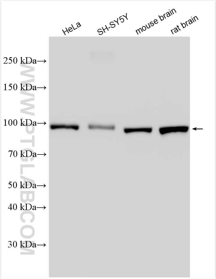 Western Blot (WB) analysis of various lysates using GRIPAP1 Polyclonal antibody (15806-1-AP)