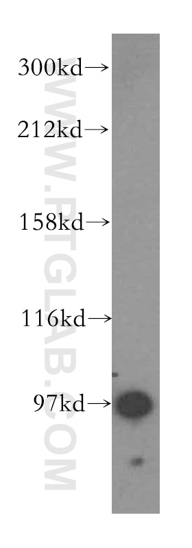 GRIPAP1 Polyclonal antibody