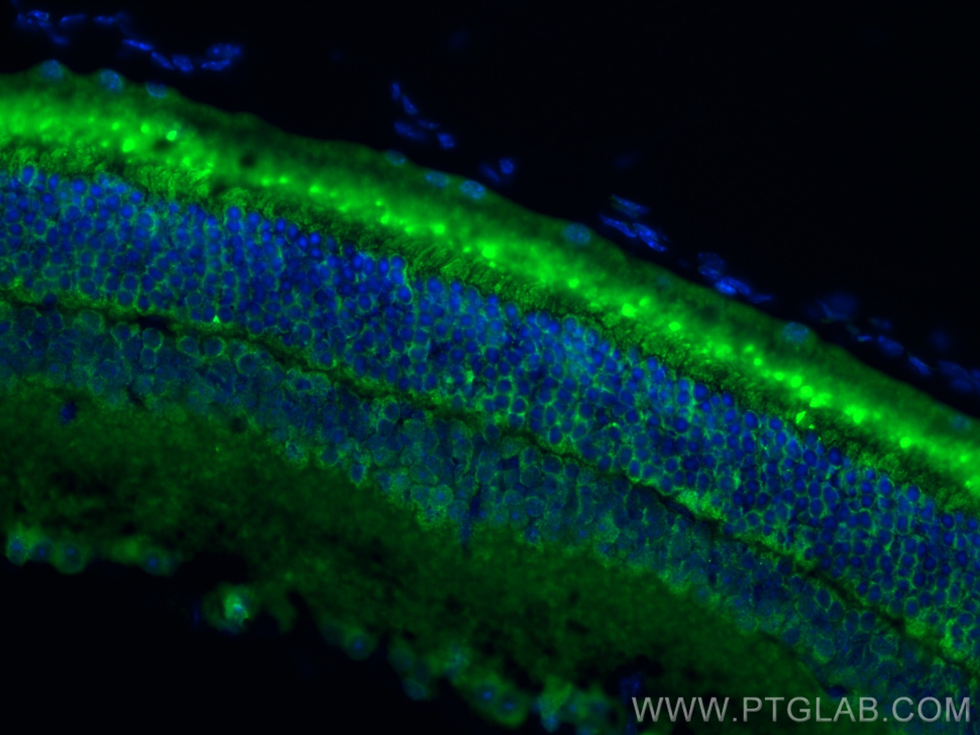 Immunofluorescence (IF) / fluorescent staining of mouse eye tissue using GRK1 Polyclonal antibody (24606-1-AP)