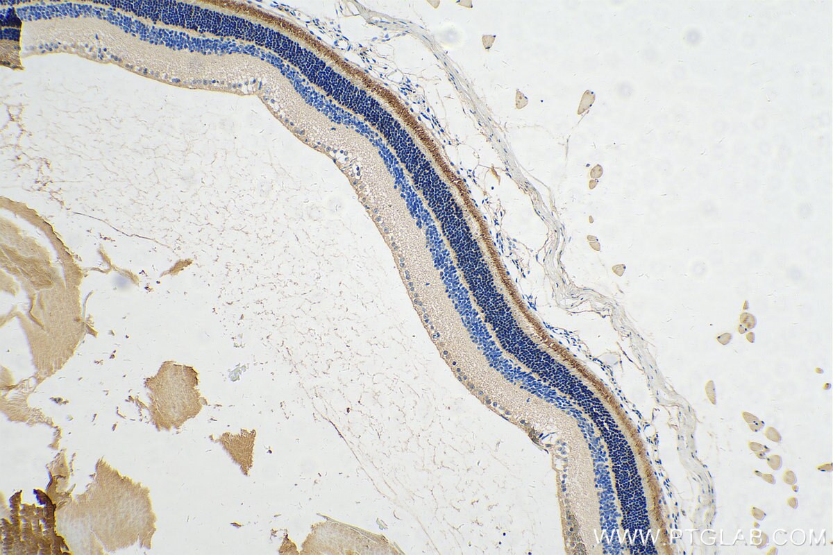 Immunohistochemistry (IHC) staining of mouse eye tissue using GRK1 Polyclonal antibody (24606-1-AP)