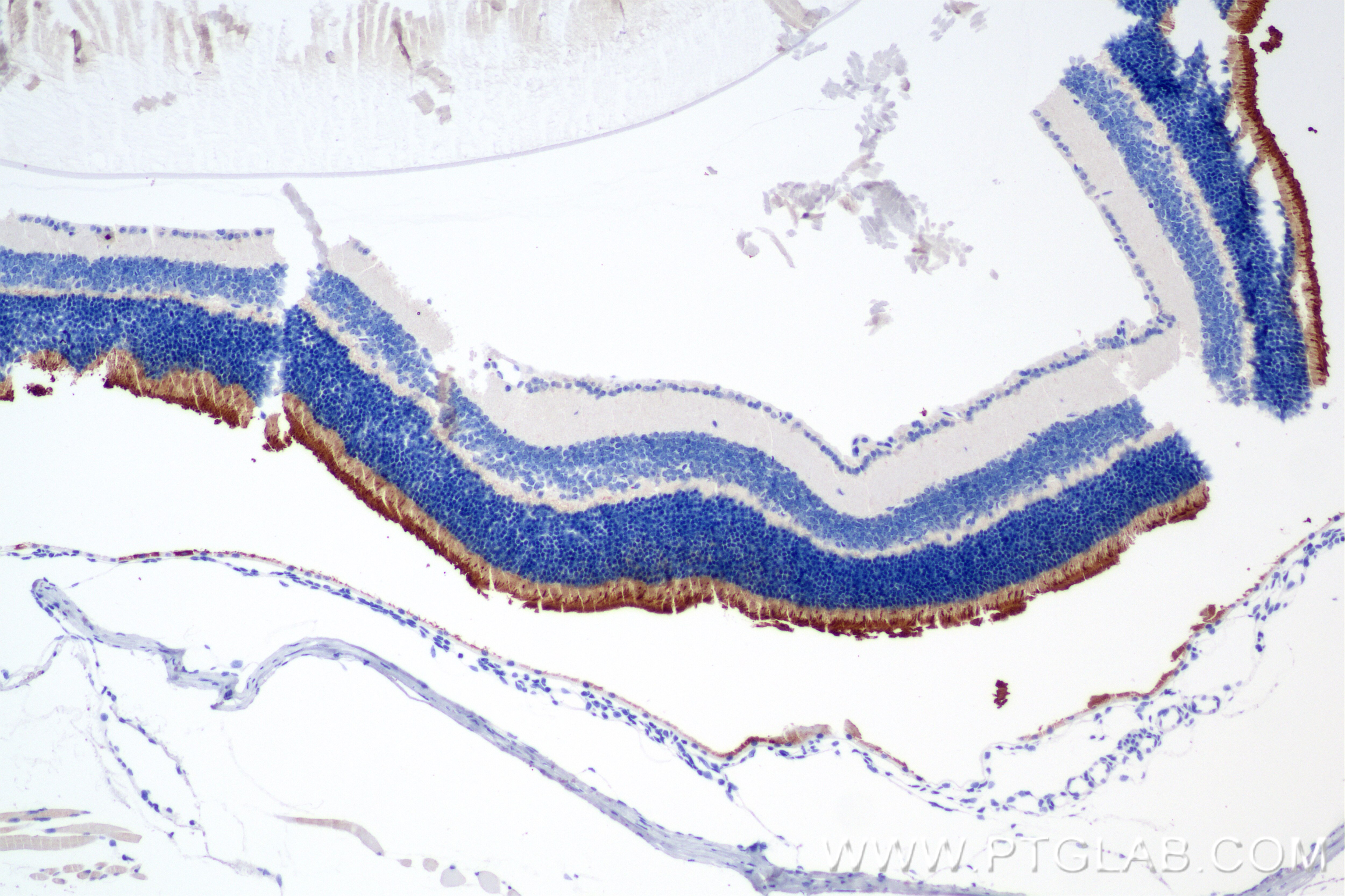 Immunohistochemistry (IHC) staining of mouse eye tissue using GRK1 Recombinant antibody (85942-1-RR)