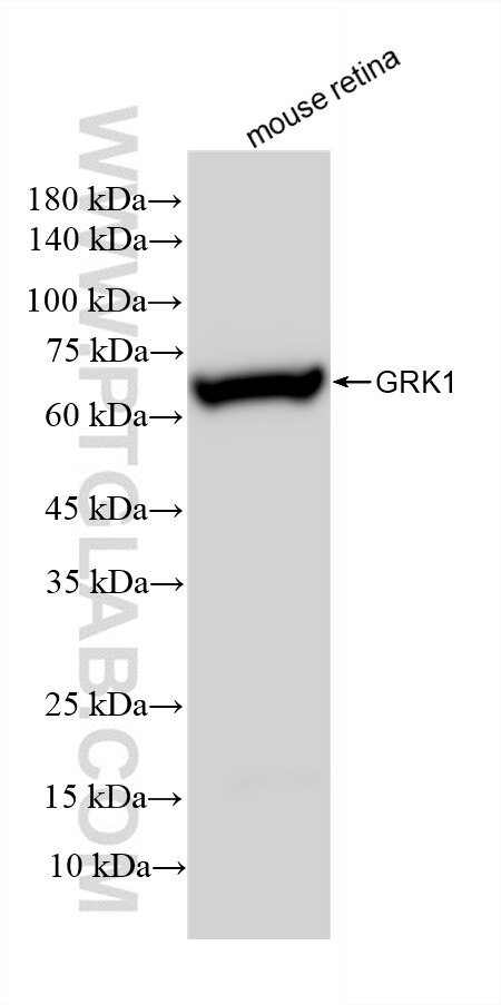 Western Blot (WB) analysis of mouse retina tissue using GRK1 Recombinant antibody (85942-1-RR)