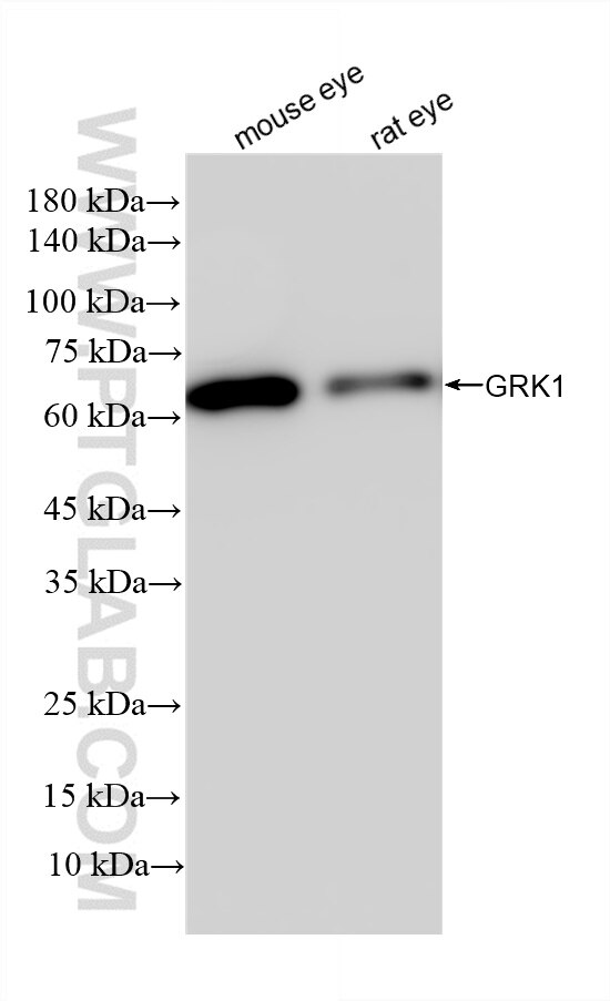 Western Blot (WB) analysis of various lysates using GRK1 Recombinant antibody (85942-1-RR)