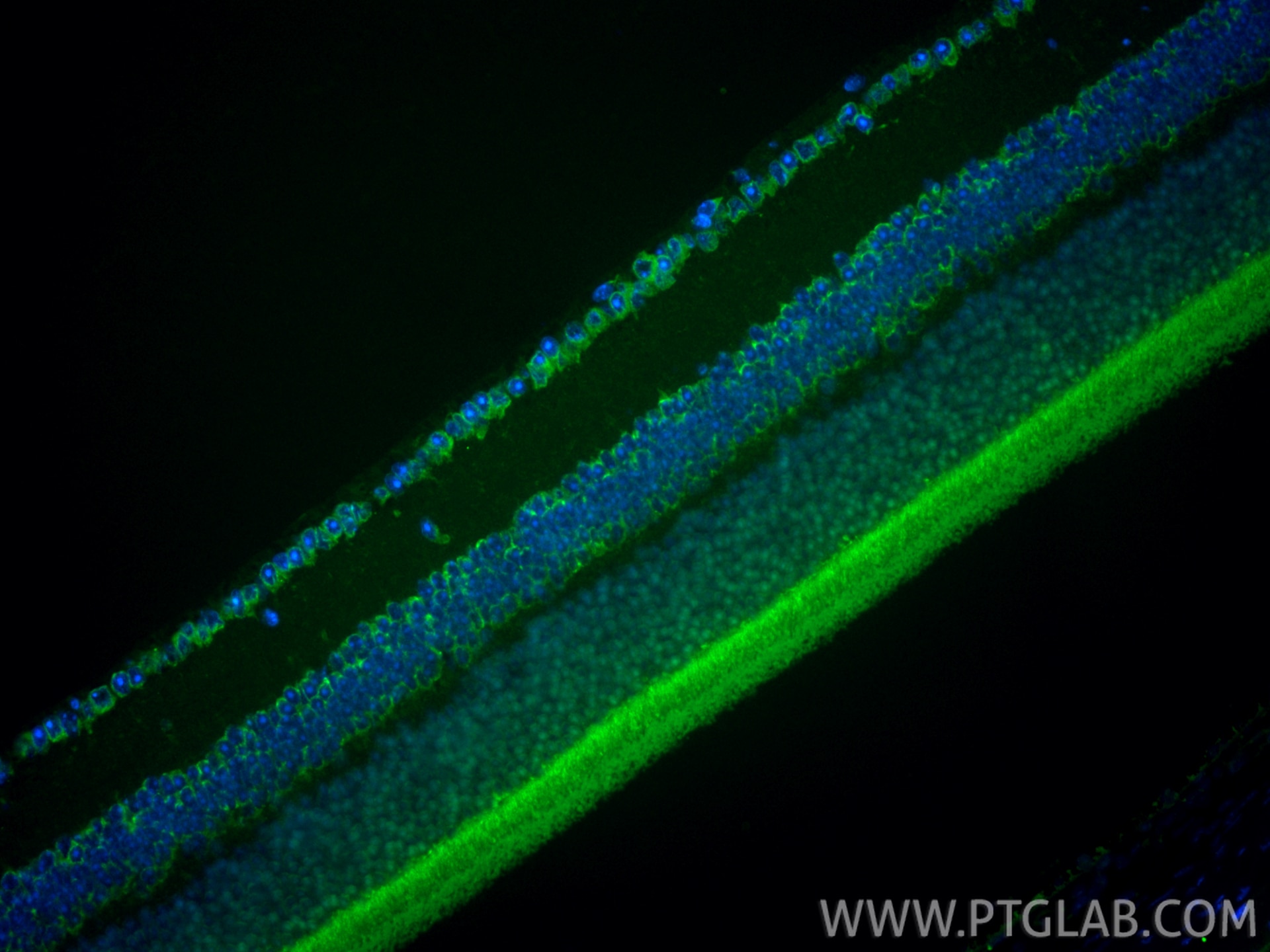 Immunofluorescence (IF) / fluorescent staining of mouse eye tissue using CoraLite® Plus 488-conjugated GRK1 Recombinant mon (CL488-85942)