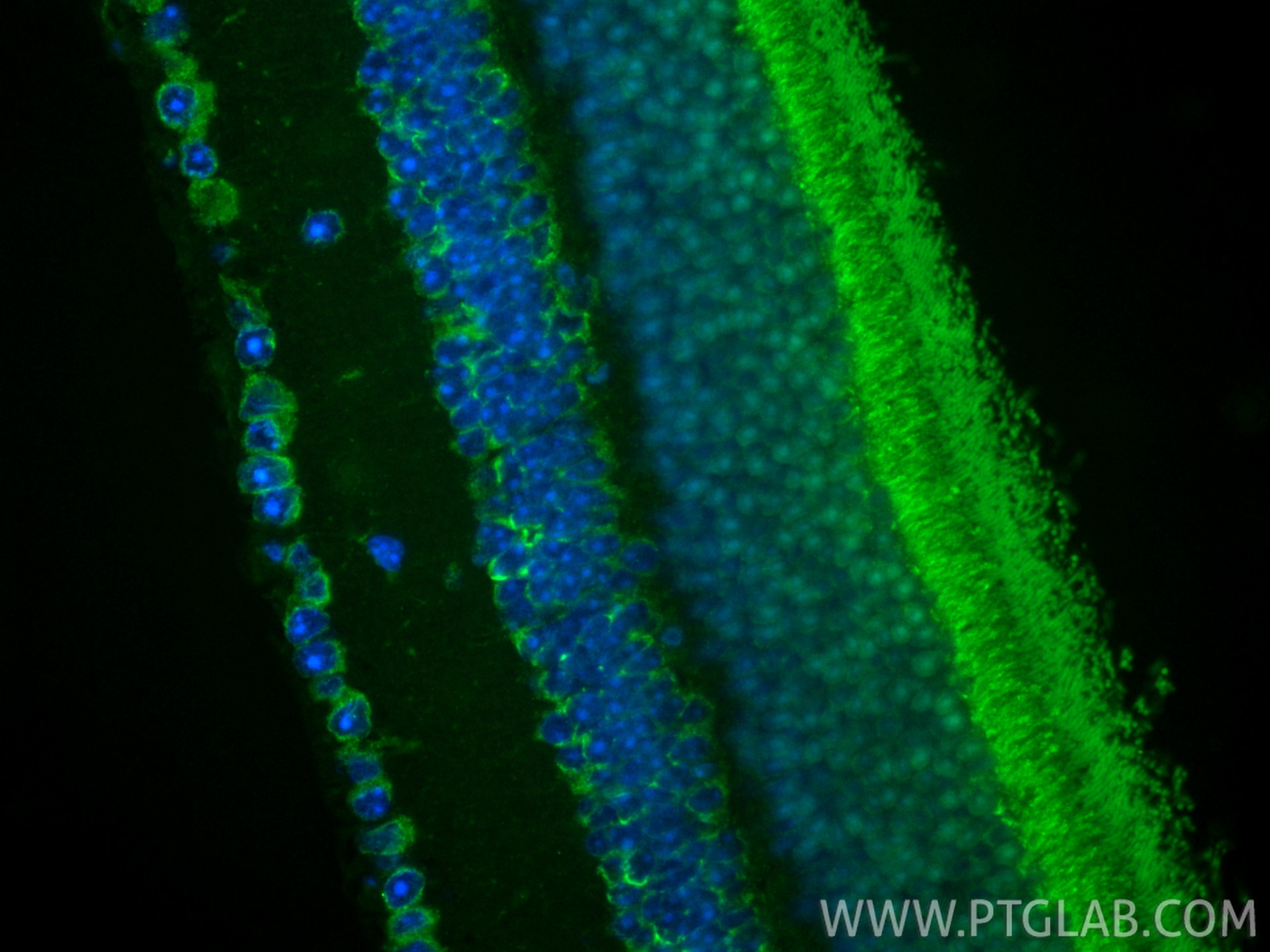 Immunofluorescence (IF) / fluorescent staining of mouse eye tissue using CoraLite® Plus 488-conjugated GRK1 Recombinant mon (CL488-85942)