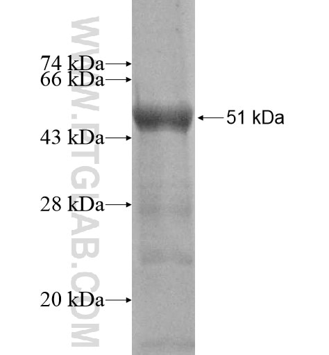 GRK5 fusion protein Ag10511 SDS-PAGE