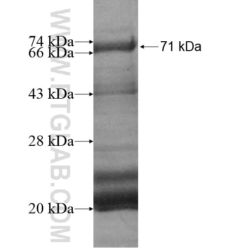 GRK5 fusion protein Ag10535 SDS-PAGE