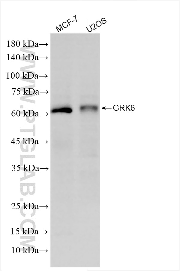 GRK6