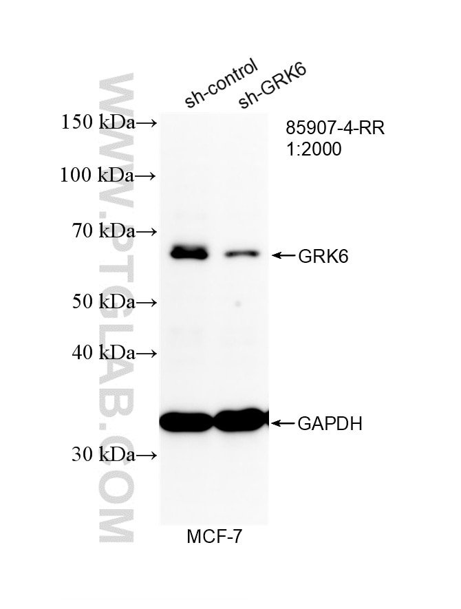 WB analysis of MCF-7 using 85907-4-RR (same clone as 85907-4-PBS) Western Blot (WB) analysis of MCF-7 cells using GRK6 Recombinant monoclonal antibody (85907-4-RR)