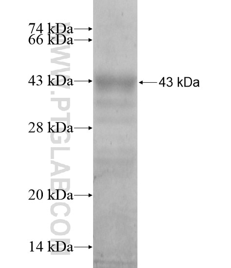 GRK7 fusion protein Ag19392 SDS-PAGE