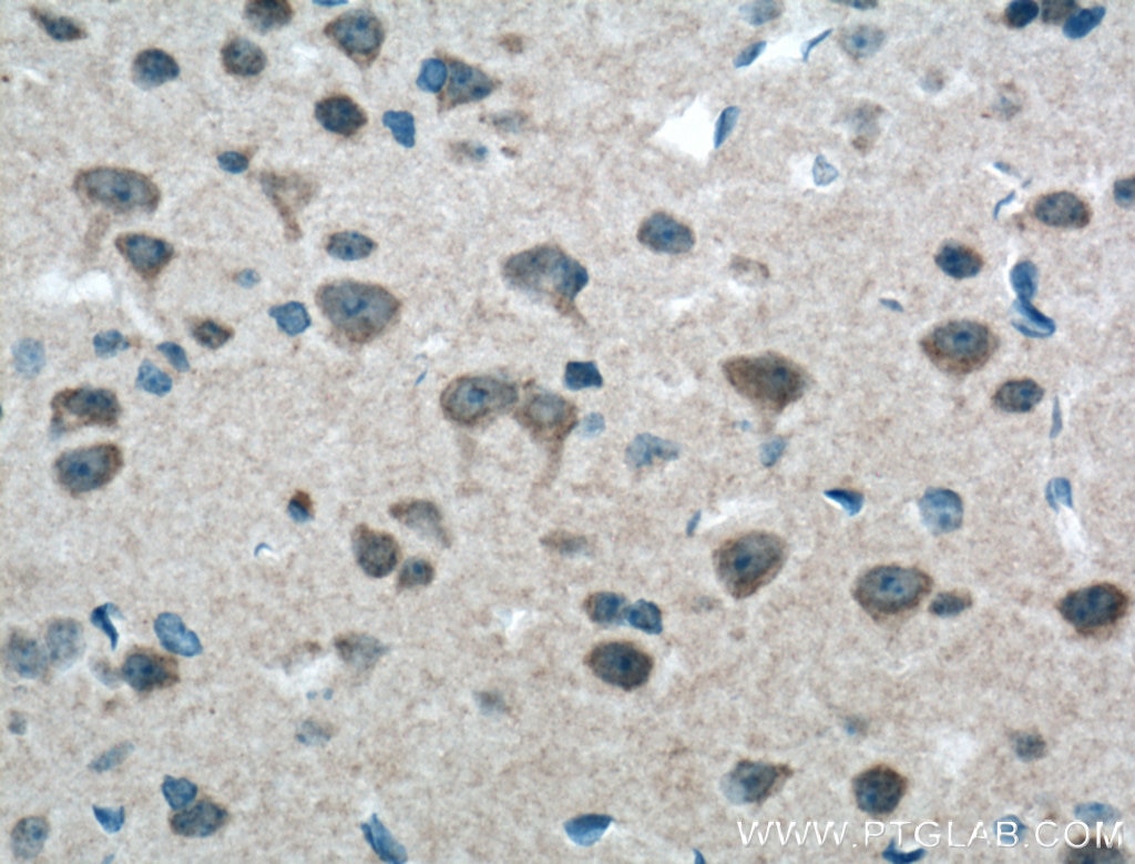 IHC staining of mouse brain using 19955-1-AP