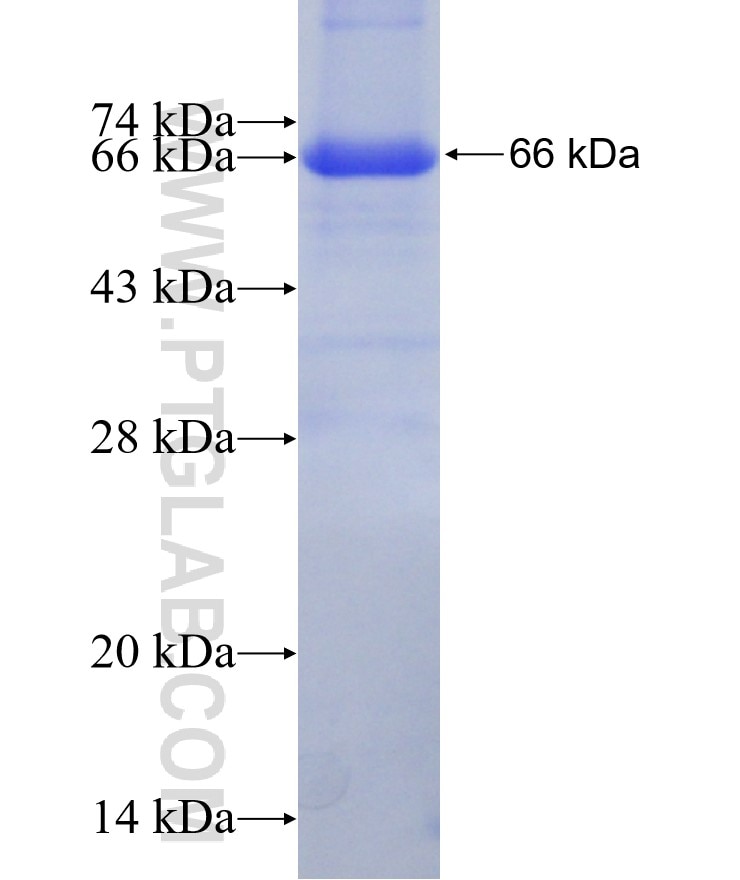 GRM1 fusion protein Ag27724 SDS-PAGE