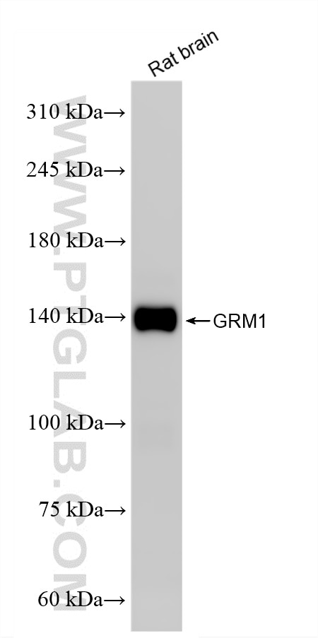 rat brain tissue were subjected to SDS PAGE followed by western blot with 86280-1-RR (GRM1/mGluR1 antibody) at dilution of 1:2000 incubated at room temperature for 1.5 hours. Western Blot (WB) analysis of rat brain tissue using GRM1/mGluR1 Recombinant monoclonal antibody (86280-1-RR)