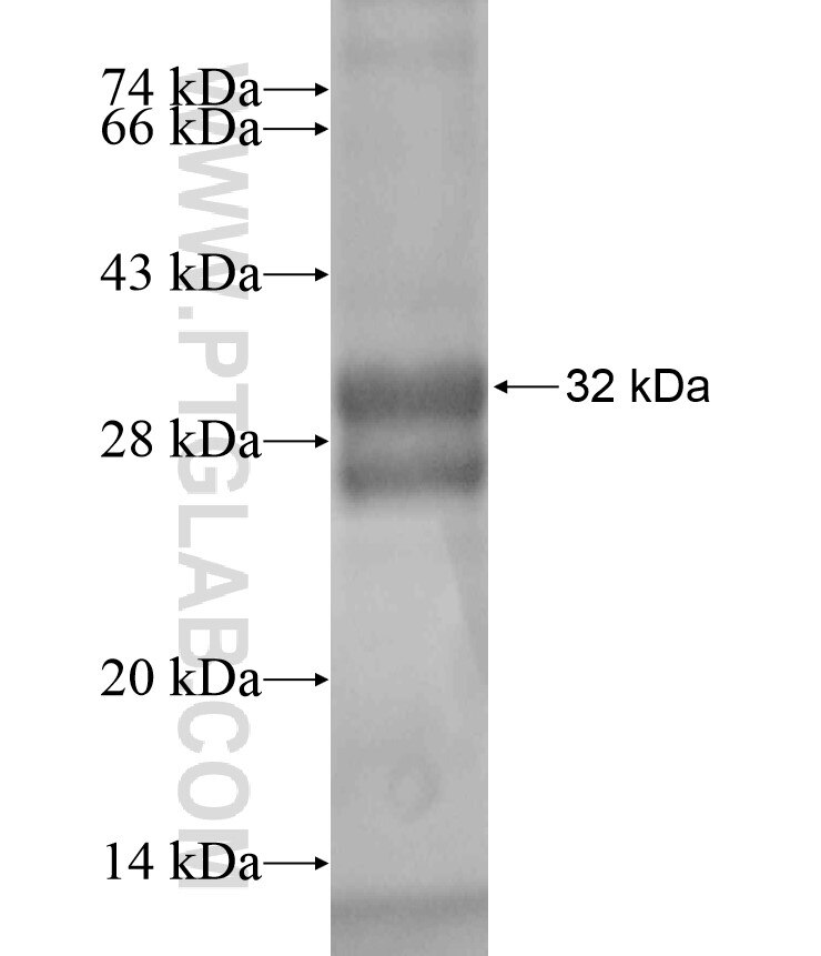 GRM4 fusion protein Ag18477 SDS-PAGE