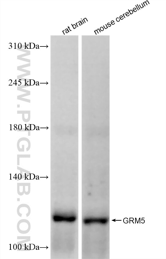 WB analysis using 87729-1-RR (same clone as 87729-1-PBS) Western Blot (WB) analysis of various lysates using GRM5 Recombinant monoclonal antibody (87729-1-RR)