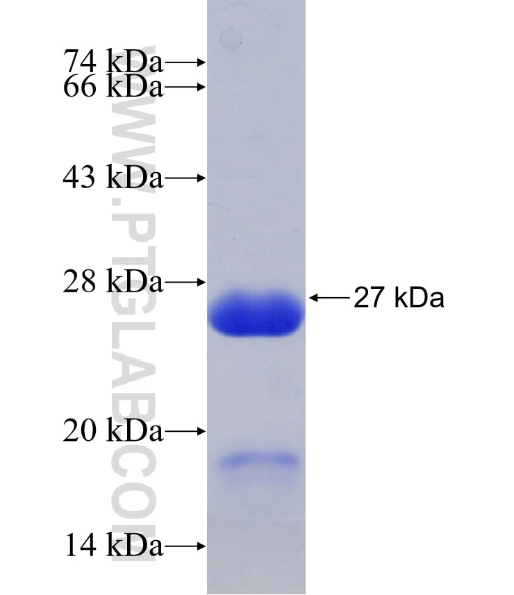 GRM5 fusion protein Ag28802 SDS-PAGE