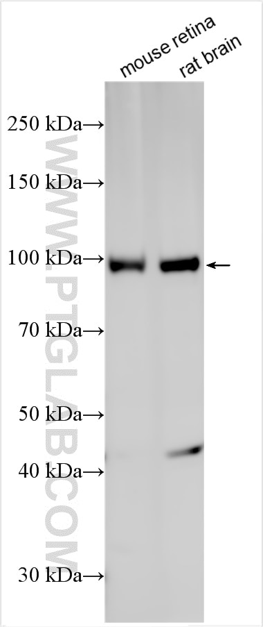 Western Blot (WB) analysis of various lysates using GRM6 Polyclonal antibody (25338-1-AP)
