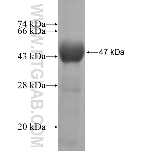GRM8 fusion protein Ag13011 SDS-PAGE