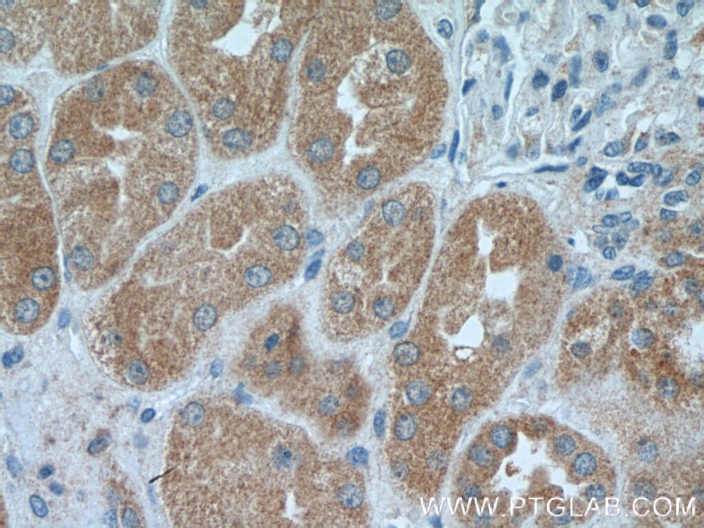 Immunohistochemistry (IHC) staining of human kidney tissue using GRN1/G Polyclonal antibody (25823-1-AP)