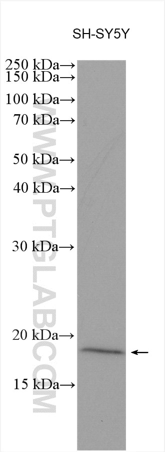 WB analysis using 28482-1-AP