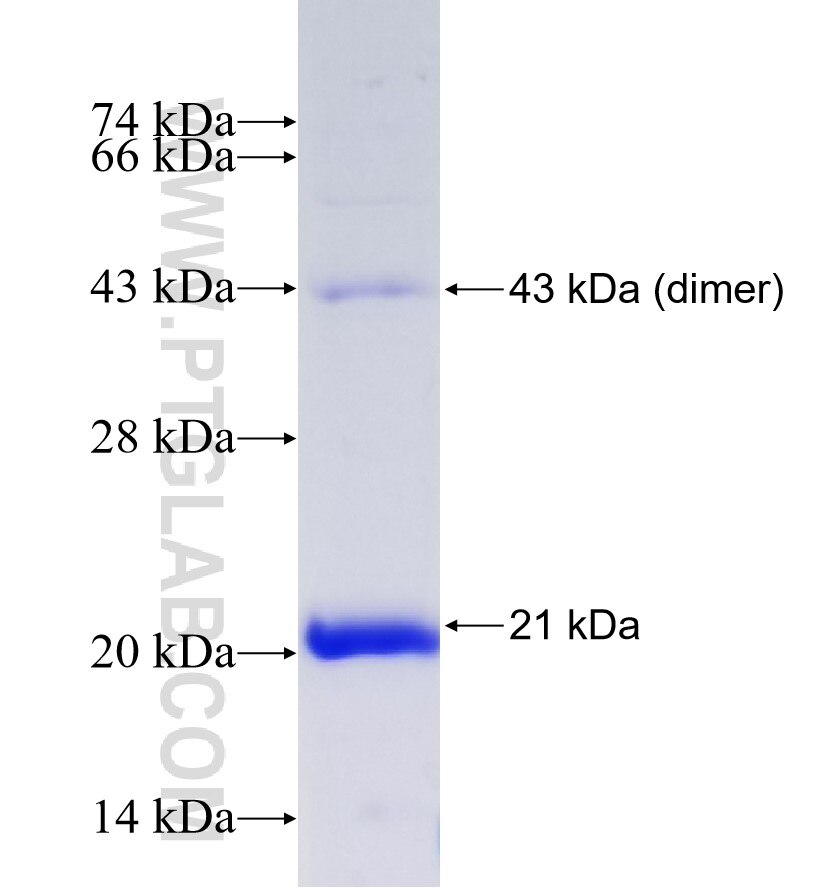 GRP fusion protein Ag6101 SDS-PAGE