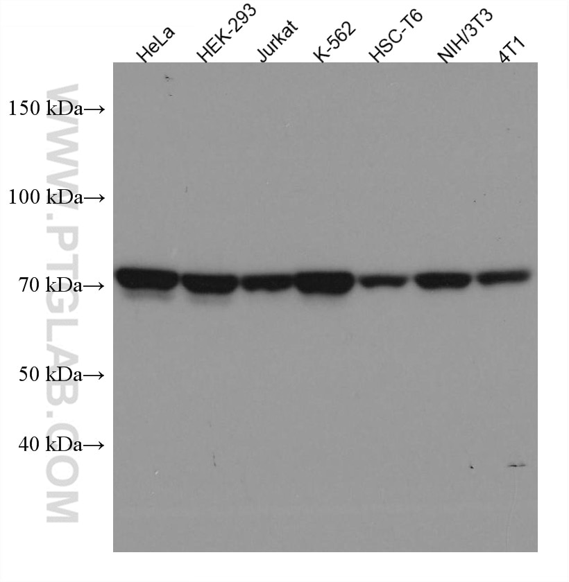 Western Blot (WB) analysis of various lysates using GRP75 Monoclonal antibody (67563-1-Ig)