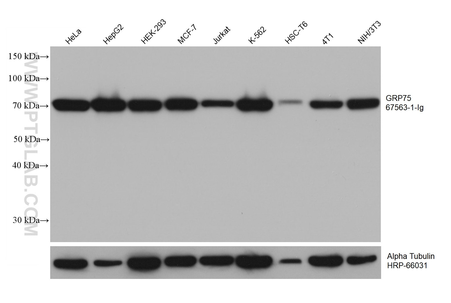 Western Blot (WB) analysis of various lysates using GRP75 Monoclonal antibody (67563-1-Ig)