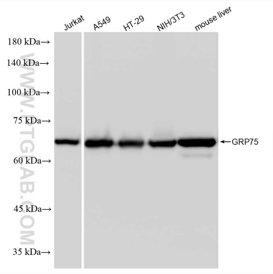 WB analysis using 86721-1-RR (same clone as 86721-1-PBS) Western Blot (WB) analysis of various lysates using GRP75 Recombinant monoclonal antibody (86721-1-RR)