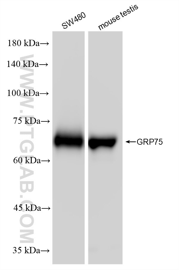 WB analysis using 86721-1-RR (same clone as 86721-1-PBS) Western Blot (WB) analysis of various lysates using GRP75 Recombinant monoclonal antibody (86721-1-RR)