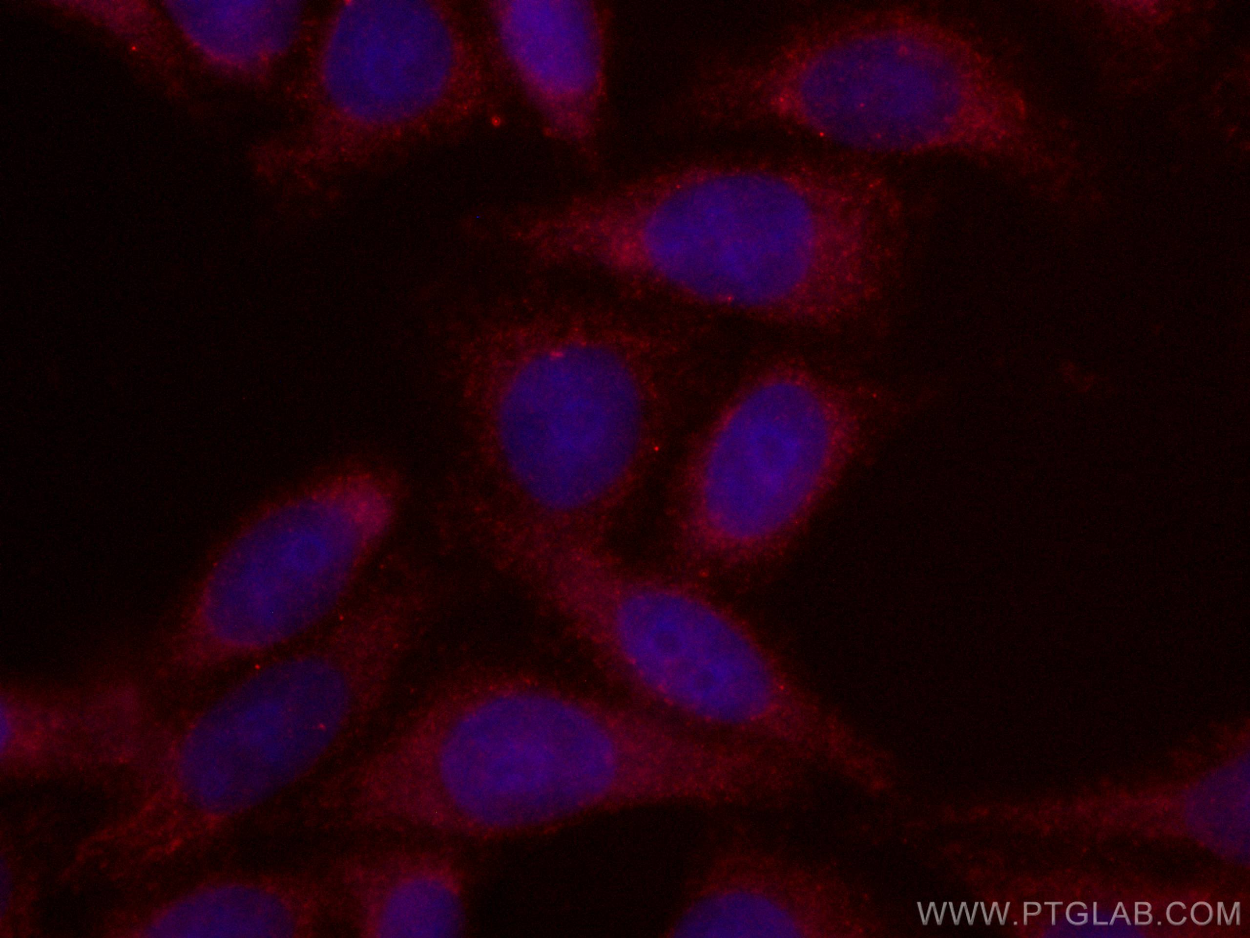 Immunofluorescence (IF) / fluorescent staining of HepG2 cells using CoraLite®594-conjugated GRP75 Monoclonal antibody (CL594-67563)