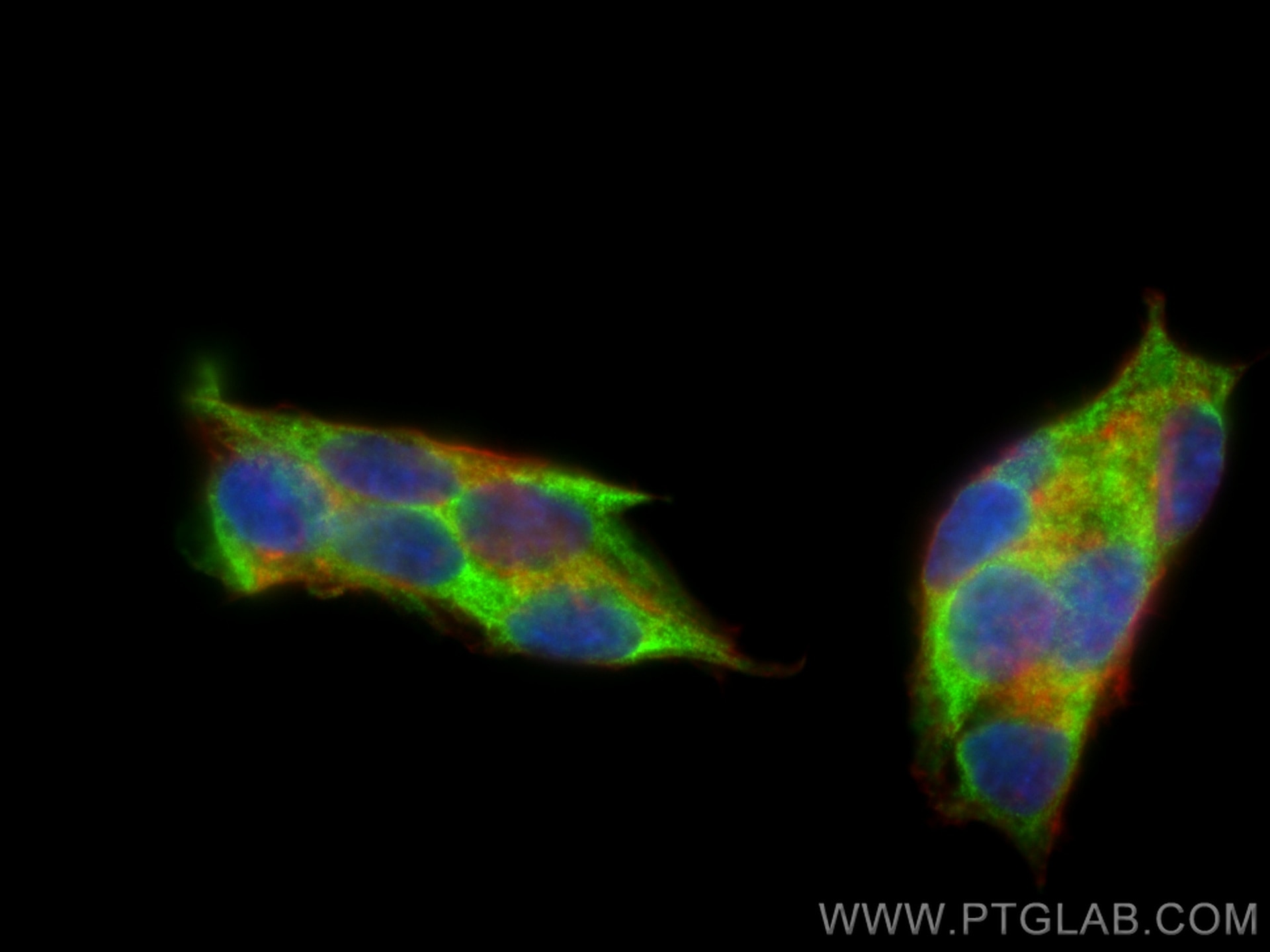 Immunofluorescence (IF) / fluorescent staining of HepG2 cells using GRP78/BIP Polyclonal antibody (11587-1-AP)