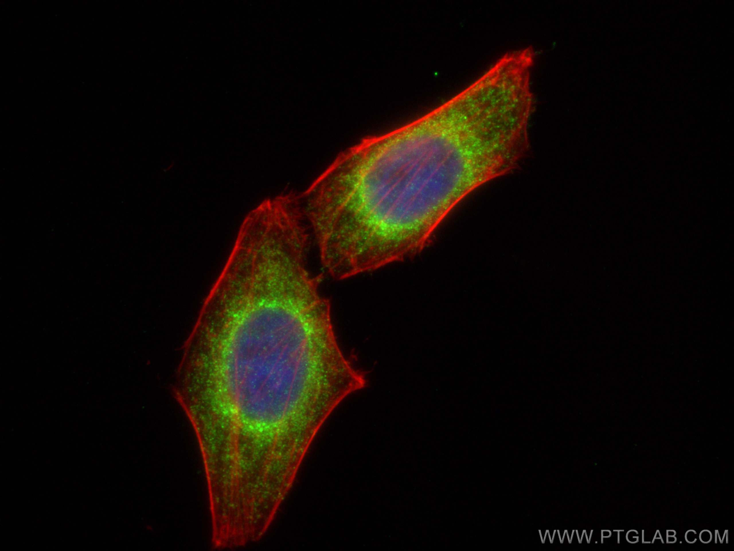 Immunofluorescence (IF) / fluorescent staining of HepG2 cells using GRP78/BIP Polyclonal antibody (11587-1-AP)