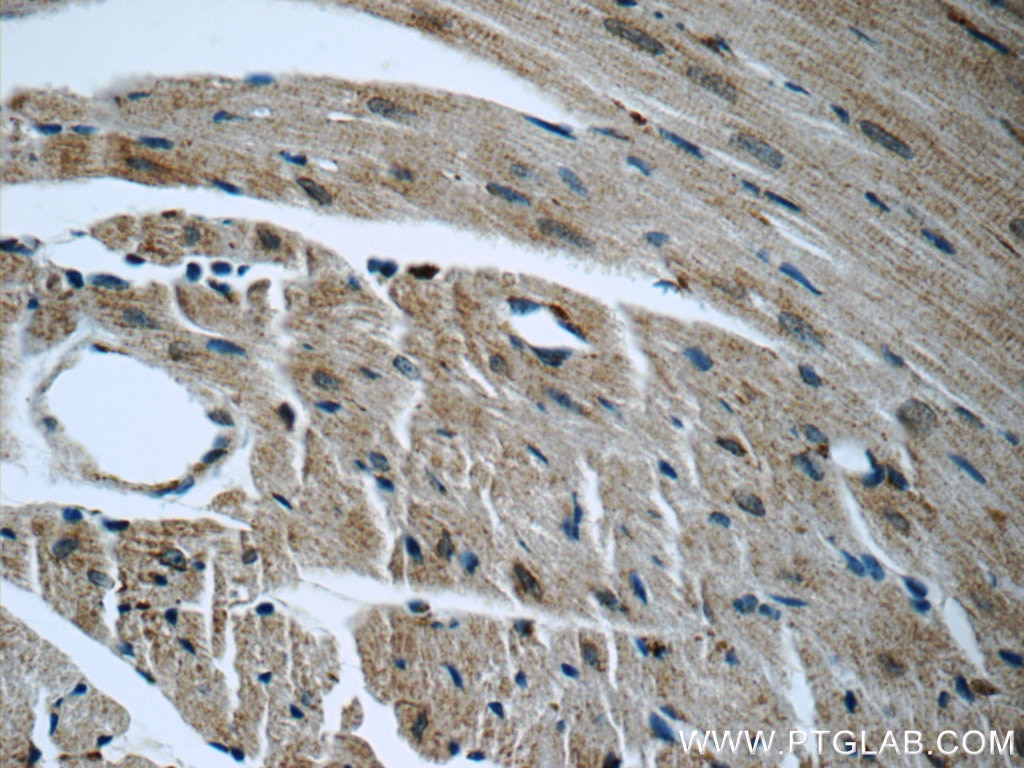 Immunohistochemistry (IHC) staining of mouse heart tissue using GRP78/BIP Polyclonal antibody (11587-1-AP)