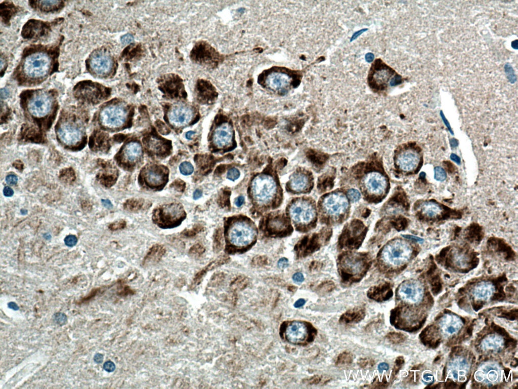Immunohistochemistry (IHC) staining of rat brain tissue using GRP78/BIP Polyclonal antibody (11587-1-AP)