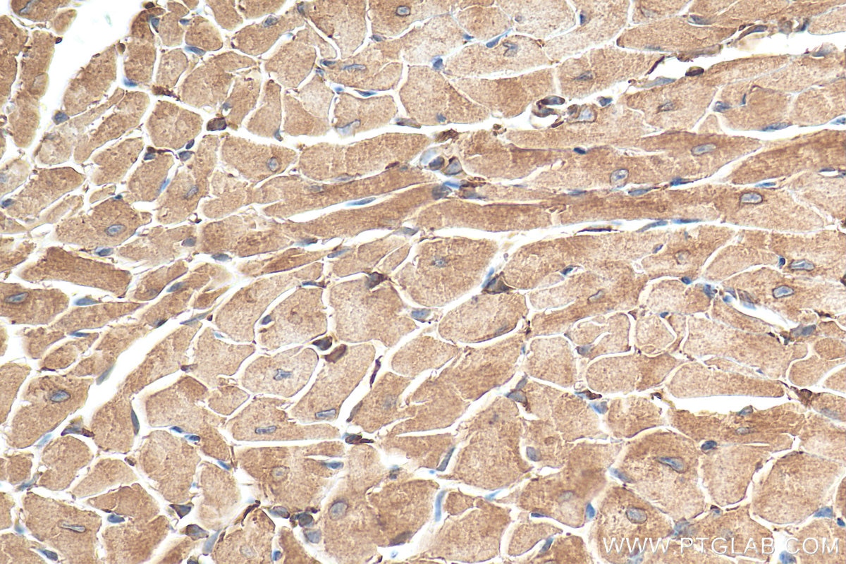 Immunohistochemistry (IHC) staining of mouse heart tissue using GRP78/BIP Polyclonal antibody (11587-1-AP)