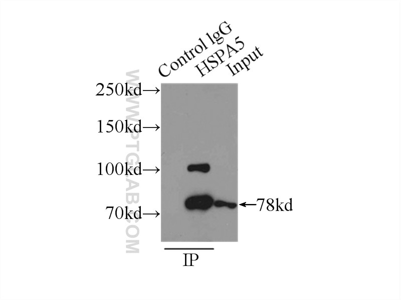 Immunoprecipitation (IP) experiment of MCF-7 cells using GRP78/BIP Polyclonal antibody (11587-1-AP)