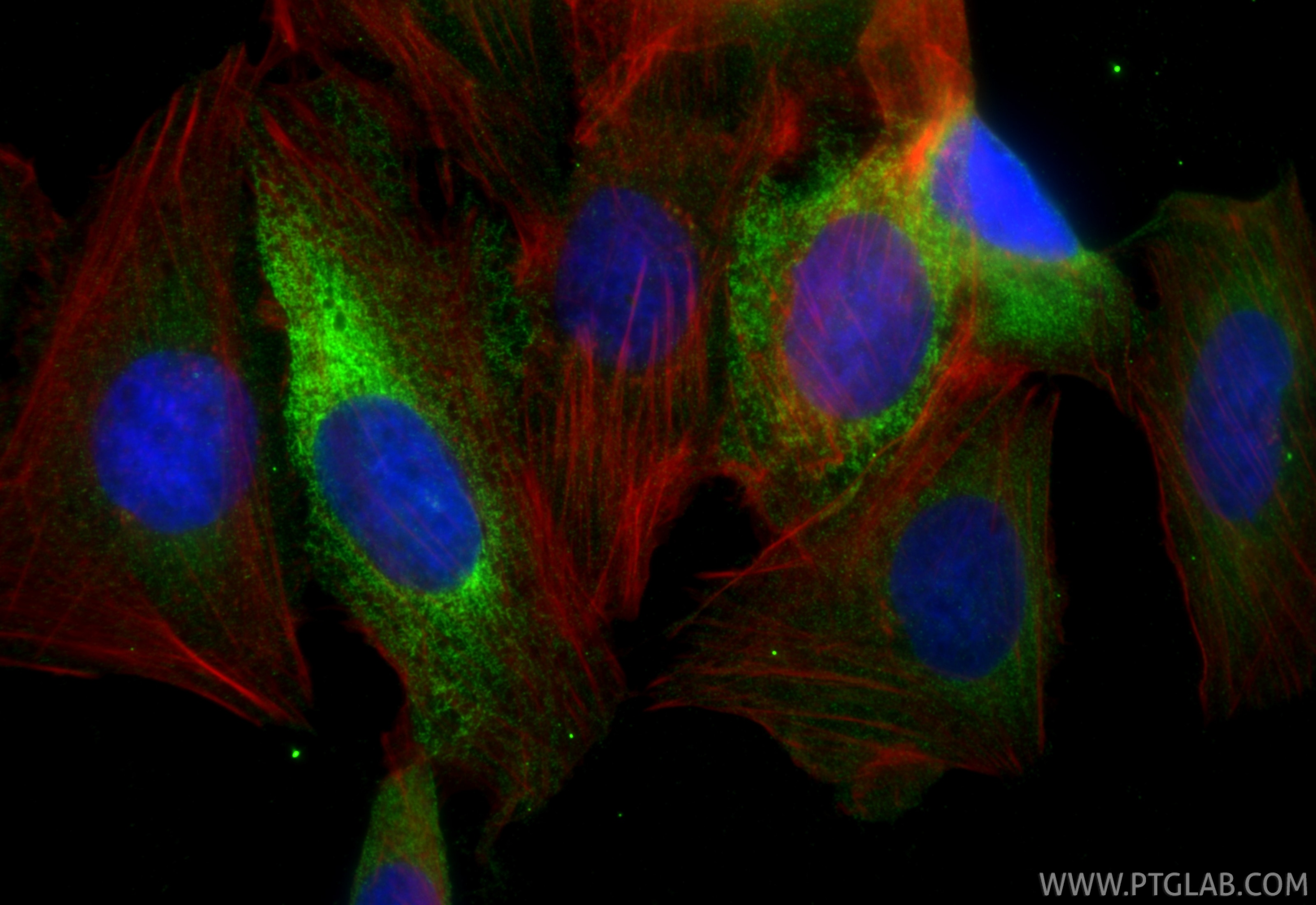 Immunofluorescence (IF) / fluorescent staining of U2OS cells using GRP78/BIP Monoclonal antibody (66574-1-Ig)