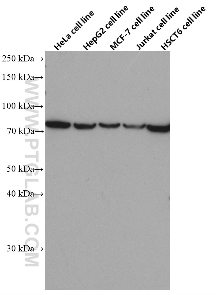 Western Blot (WB) analysis of various lysates using GRP78/BIP Monoclonal antibody (66574-1-Ig)