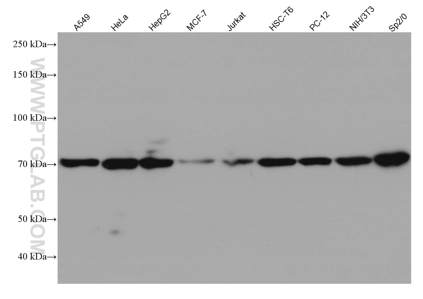 Western Blot (WB) analysis of various lysates using GRP78/BIP Monoclonal antibody (66574-1-Ig)