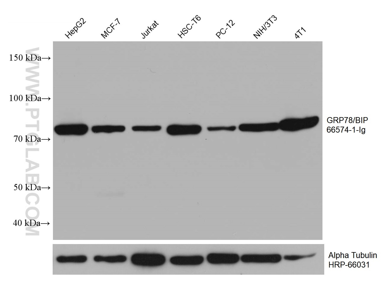 Western Blot (WB) analysis of various lysates using GRP78/BIP Monoclonal antibody (66574-1-Ig)