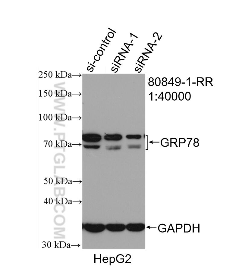 Western Blot (WB) analysis of HepG2 cells using GRP78,BIP Recombinant antibody (80849-1-RR)