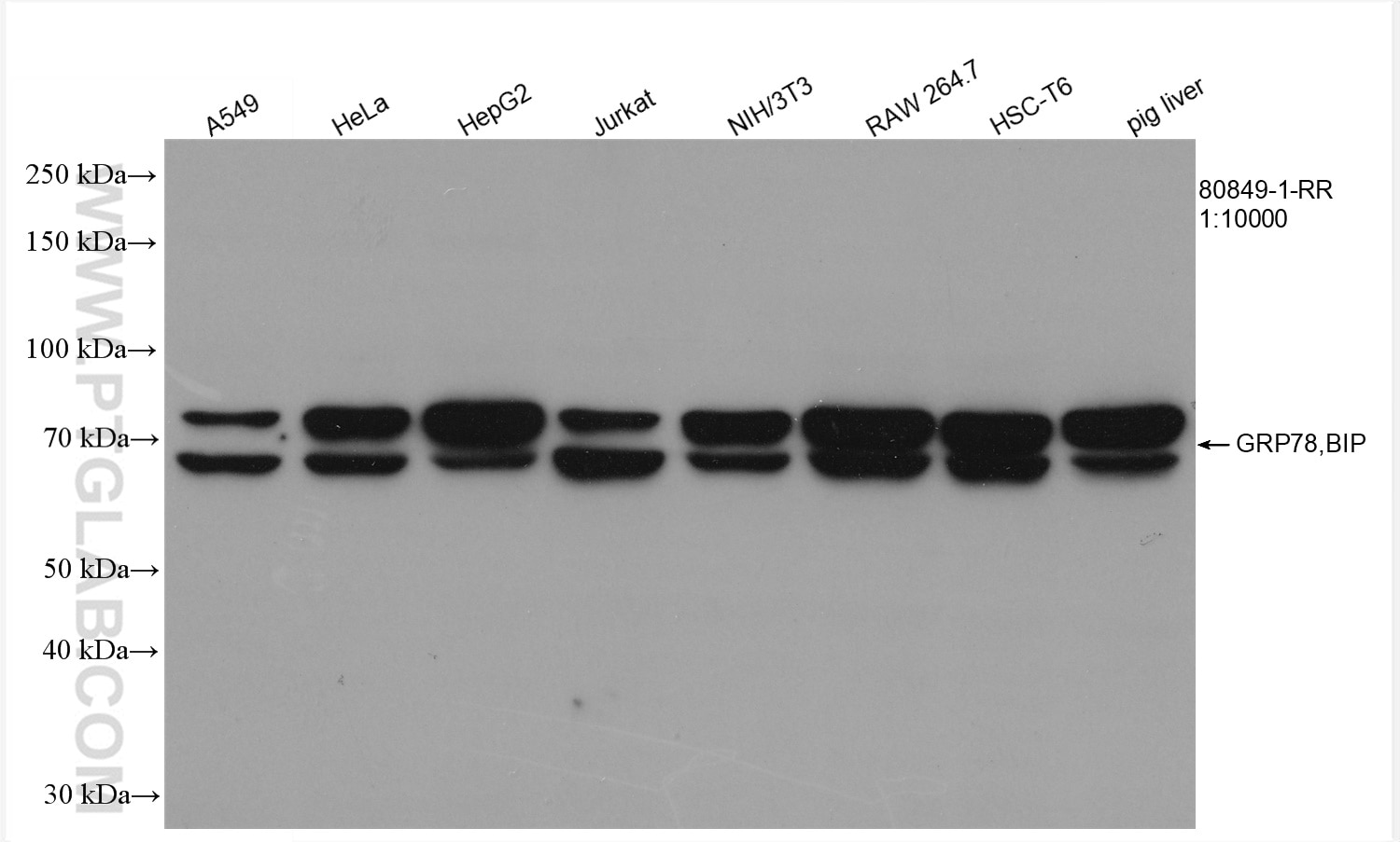 Western Blot (WB) analysis of various lysates using GRP78,BIP Recombinant antibody (80849-1-RR)