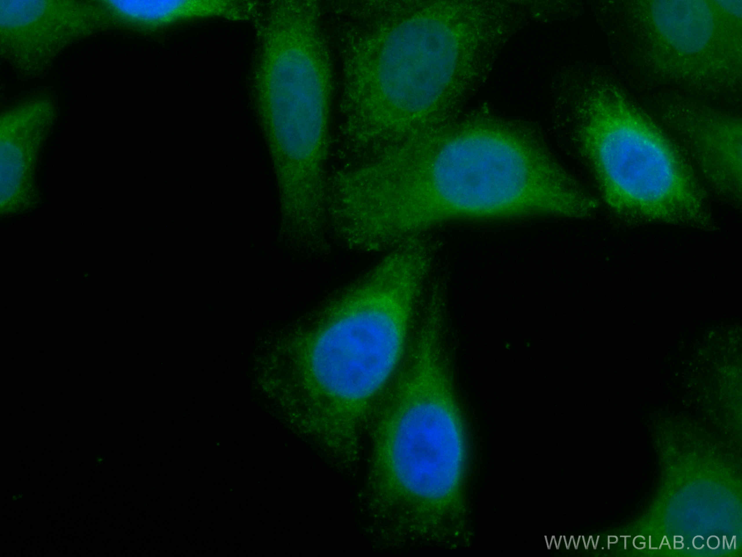 Immunofluorescence (IF) / fluorescent staining of HepG2 cells using CoraLite® Plus 488-conjugated GRP78/BIP Polyclonal (CL488-11587)