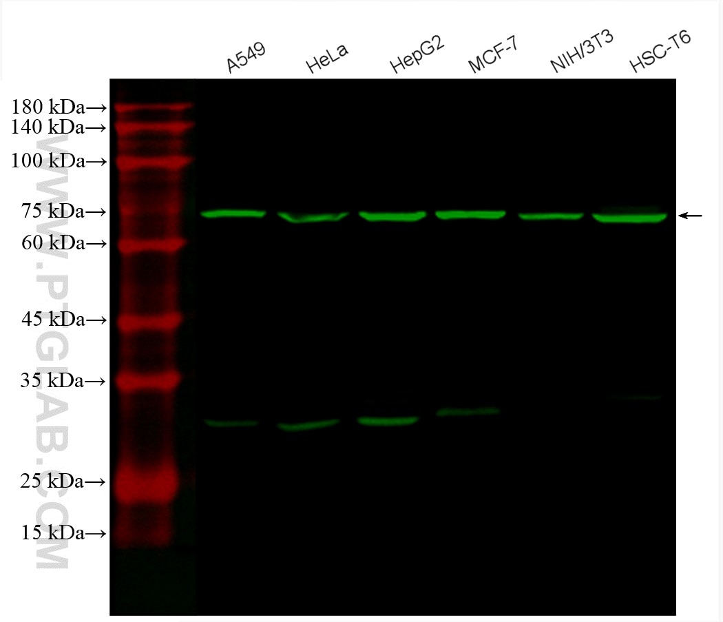 Western Blot (WB) analysis of various lysates using CoraLite® Plus 488-conjugated GRP78/BIP Monoclonal (CL488-66574)