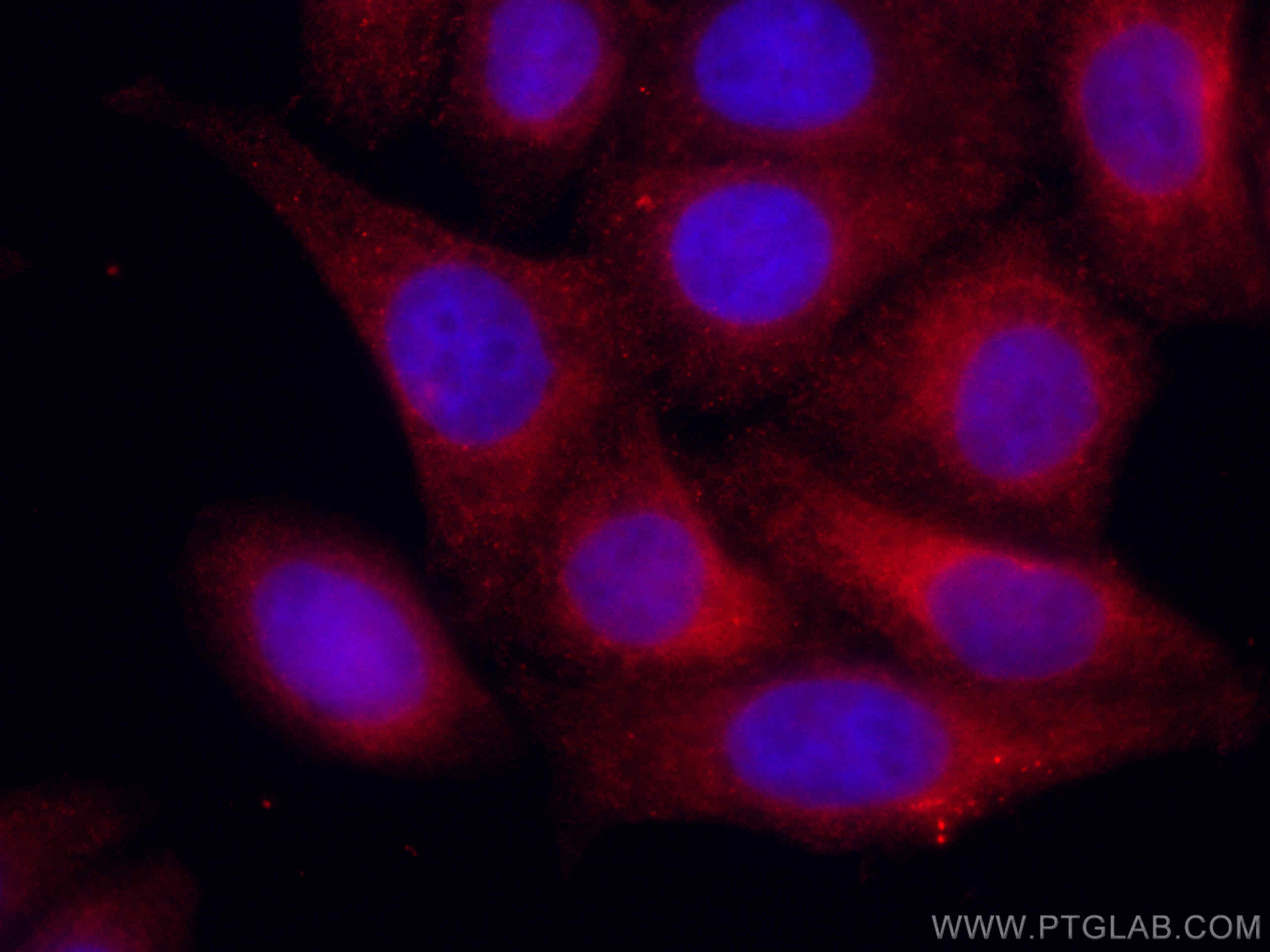 Immunofluorescence (IF) / fluorescent staining of HepG2 cells using CoraLite®594-conjugated GRP78/BIP Polyclonal antib (CL594-11587)