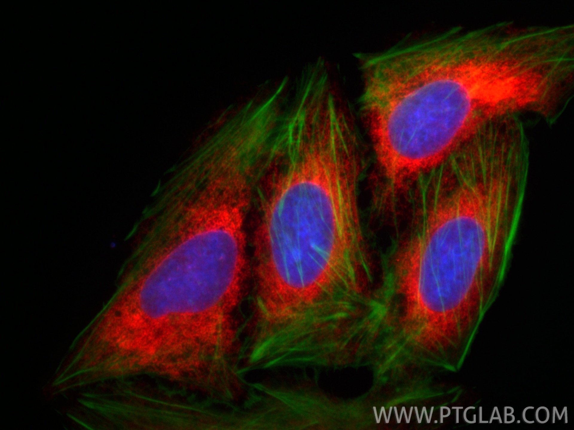 Immunofluorescence (IF) / fluorescent staining of U2OS cells using CoraLite®594-conjugated GRP78/BIP Polyclonal antib (CL594-11587)