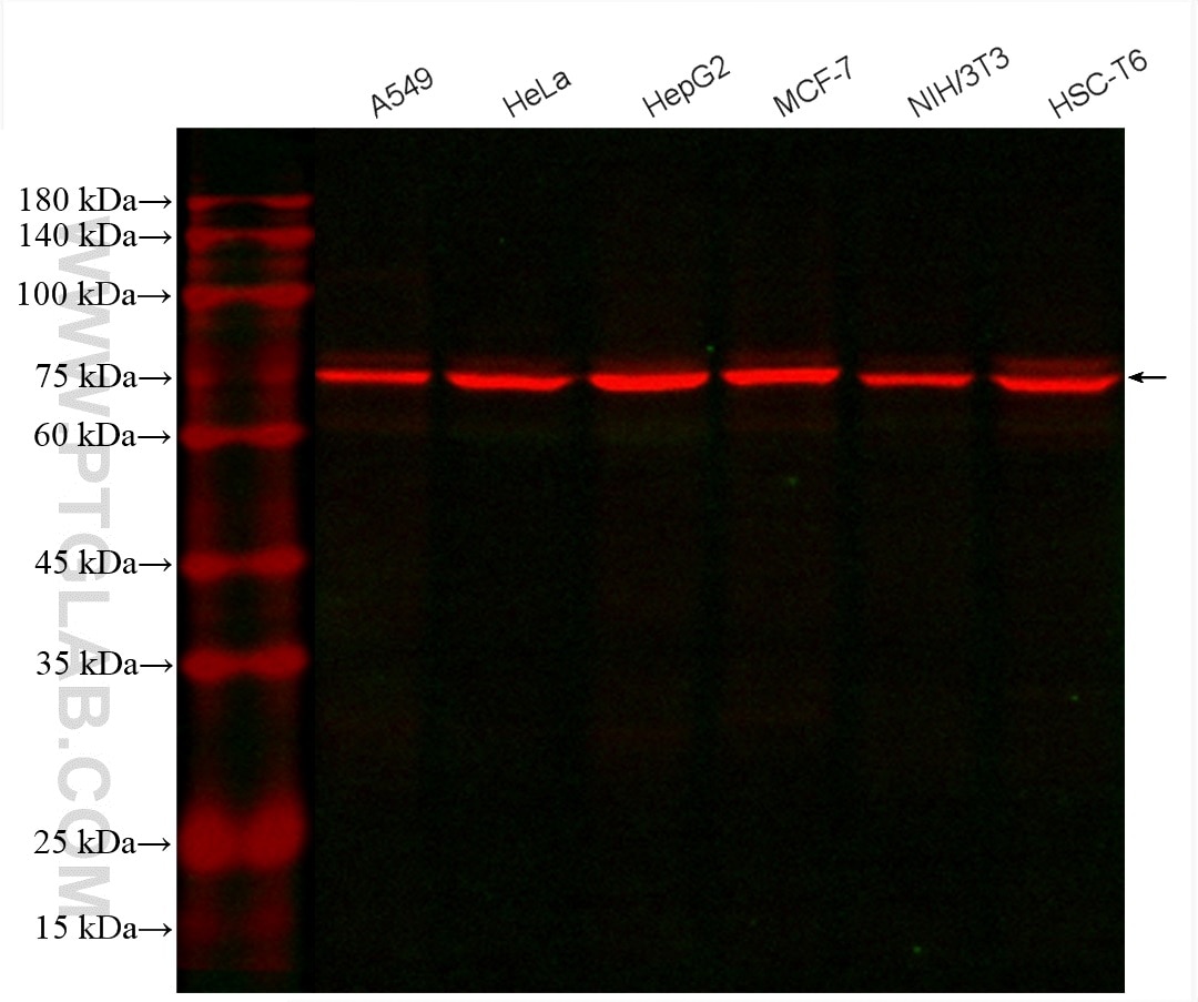 Western Blot (WB) analysis of various lysates using CoraLite®594-conjugated GRP78/BIP Monoclonal antib (CL594-66574)