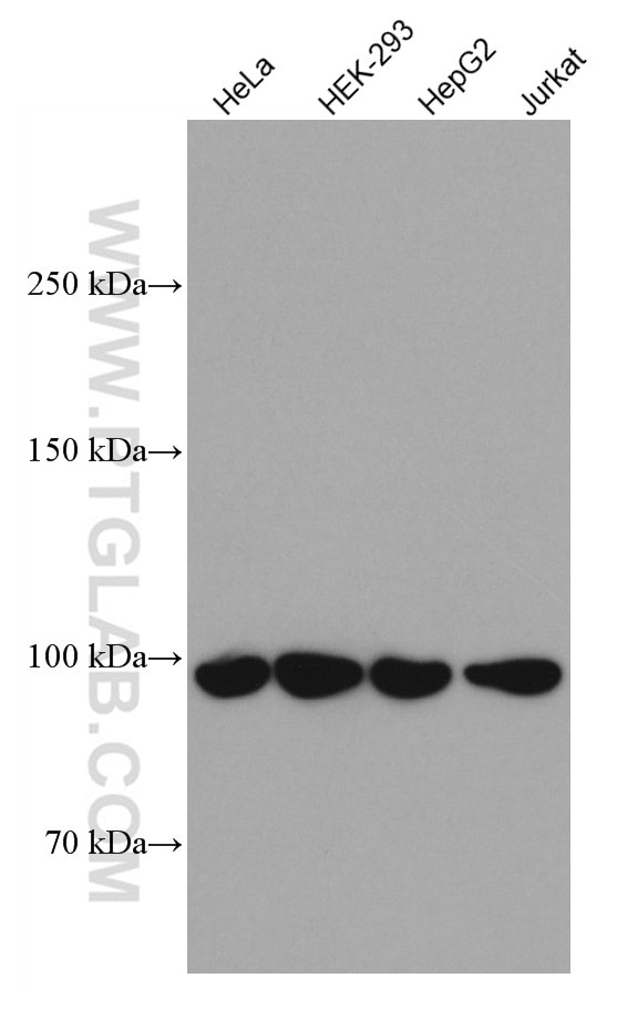 Western Blot (WB) analysis of various lysates using GRP94 Monoclonal antibody (60012-2-Ig)